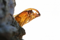 pop appelglasvlinder (Synanthedon myopaeformis) 6-2021 7524